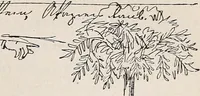 Picture 93 of 142 from Erinnerungen an Wilhelm von Kaulbach und sein Haus : mit Briefen und hundertsechzig Abbildungen (1921), leaf 289