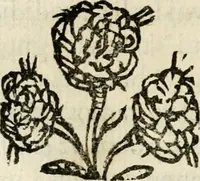 An illustration from Racconto dell'esequie fatte in Cremona all'eminentissimo signor cardinale Pietro Campori, vescouo d'essa città (1643)