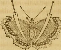 An illustration from Essays on the microscope : containing a practical description of the most improved microscopes : a general history of insects : illustrated with thirty-two folio plates (2nd ed. / with considerable additions and improvements by Frederick Kanmacher) (1798)
