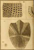 An illustration from Essays on the microscope : containing a practical description of the most improved microscopes : a general history of insects : illustrated with thirty-two folio plates (2nd ed. / with considerable additions and improvements by Frederick Kanmacher) (1798)