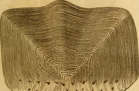An illustration from Essays on the microscope : containing a practical description of the most improved microscopes : a general history of insects : illustrated with thirty-two folio plates (2nd ed. / with considerable additions and improvements by Frederick Kanmacher) (1798)