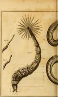 An illustration from Essays on the microscope : containing a practical description of the most improved microscopes : a general history of insects : illustrated with thirty-two folio plates (2nd ed. / with considerable additions and improvements by Frederick Kanmacher) (1798)
