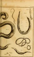 An illustration from Essays on the microscope : containing a practical description of the most improved microscopes : a general history of insects : illustrated with thirty-two folio plates (2nd ed. / with considerable additions and improvements by Frederick Kanmacher) (1798)