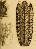 An illustration from Essays on the microscope : containing a practical description of the most improved microscopes : a general history of insects : illustrated with thirty-two folio plates (2nd ed. / with considerable additions and improvements by Frederick Kanmacher) (1798)