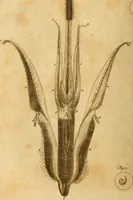 An illustration from Essays on the microscope : containing a practical description of the most improved microscopes : a general history of insects : illustrated with thirty-two folio plates (2nd ed. / with considerable additions and improvements by Frederick Kanmacher) (1798)