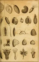 An illustration from Essays on the microscope : containing a practical description of the most improved microscopes : a general history of insects : illustrated with thirty-two folio plates (2nd ed. / with considerable additions and improvements by Frederick Kanmacher) (1798)