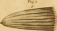 An illustration from Essays on the microscope : containing a practical description of the most improved microscopes : a general history of insects : illustrated with thirty-two folio plates (2nd ed. / with considerable additions and improvements by Frederick Kanmacher) (1798)