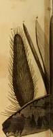 An illustration from Essays on the microscope : containing a practical description of the most improved microscopes : a general history of insects : illustrated with thirty-two folio plates (2nd ed. / with considerable additions and improvements by Frederick Kanmacher) (1798)