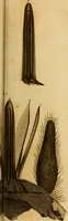 An illustration from Essays on the microscope : containing a practical description of the most improved microscopes : a general history of insects : illustrated with thirty-two folio plates (2nd ed. / with considerable additions and improvements by Frederick Kanmacher) (1798)