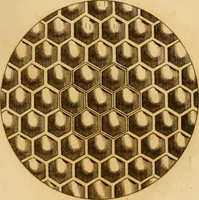 An illustration from Essays on the microscope : containing a practical description of the most improved microscopes : a general history of insects : illustrated with thirty-two folio plates (2nd ed. / with considerable additions and improvements by Frederick Kanmacher) (1798)