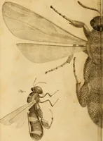 An illustration from Essays on the microscope : containing a practical description of the most improved microscopes : a general history of insects : illustrated with thirty-two folio plates (2nd ed. / with considerable additions and improvements by Frederick Kanmacher) (1798)