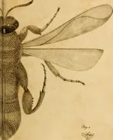 An illustration from Essays on the microscope : containing a practical description of the most improved microscopes : a general history of insects : illustrated with thirty-two folio plates (2nd ed. / with considerable additions and improvements by Frederick Kanmacher) (1798)