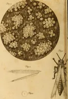 An illustration from Essays on the microscope : containing a practical description of the most improved microscopes : a general history of insects : illustrated with thirty-two folio plates (2nd ed. / with considerable additions and improvements by Frederick Kanmacher) (1798)