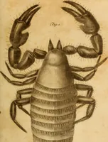 An illustration from Essays on the microscope : containing a practical description of the most improved microscopes : a general history of insects : illustrated with thirty-two folio plates (2nd ed. / with considerable additions and improvements by Frederick Kanmacher) (1798)