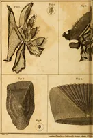 An illustration from Essays on the microscope : containing a practical description of the most improved microscopes : a general history of insects : illustrated with thirty-two folio plates (2nd ed. / with considerable additions and improvements by Frederick Kanmacher) (1798)
