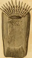 An illustration from Essays on the microscope : containing a practical description of the most improved microscopes : a general history of insects : illustrated with thirty-two folio plates (2nd ed. / with considerable additions and improvements by Frederick Kanmacher) (1798)