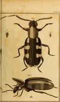 An illustration from Essays on the microscope : containing a practical description of the most improved microscopes : a general history of insects : illustrated with thirty-two folio plates (2nd ed. / with considerable additions and improvements by Frederick Kanmacher) (1798)