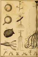 An illustration from Essays on the microscope : containing a practical description of the most improved microscopes : a general history of insects : illustrated with thirty-two folio plates (2nd ed. / with considerable additions and improvements by Frederick Kanmacher) (1798)