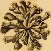 An illustration from Essays on the microscope : containing a practical description of the most improved microscopes : a general history of insects : illustrated with thirty-two folio plates (2nd ed. / with considerable additions and improvements by Frederick Kanmacher) (1798)