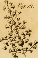 An illustration from Essays on the microscope : containing a practical description of the most improved microscopes : a general history of insects : illustrated with thirty-two folio plates (2nd ed. / with considerable additions and improvements by Frederick Kanmacher) (1798)