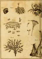 An illustration from Essays on the microscope : containing a practical description of the most improved microscopes : a general history of insects : illustrated with thirty-two folio plates (2nd ed. / with considerable additions and improvements by Frederick Kanmacher) (1798)