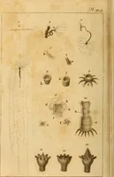 An illustration from Essays on the microscope : containing a practical description of the most improved microscopes : a general history of insects : illustrated with thirty-two folio plates (2nd ed. / with considerable additions and improvements by Frederick Kanmacher) (1798)