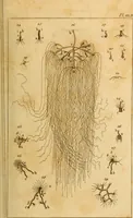 An illustration from Essays on the microscope : containing a practical description of the most improved microscopes : a general history of insects : illustrated with thirty-two folio plates (2nd ed. / with considerable additions and improvements by Frederick Kanmacher) (1798)