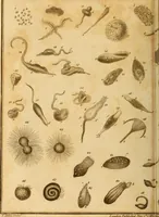 An illustration from Essays on the microscope : containing a practical description of the most improved microscopes : a general history of insects : illustrated with thirty-two folio plates (2nd ed. / with considerable additions and improvements by Frederick Kanmacher) (1798)
