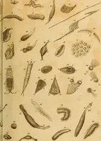 An illustration from Essays on the microscope : containing a practical description of the most improved microscopes : a general history of insects : illustrated with thirty-two folio plates (2nd ed. / with considerable additions and improvements by Frederick Kanmacher) (1798)