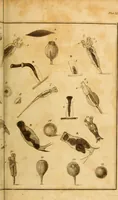 An illustration from Essays on the microscope : containing a practical description of the most improved microscopes : a general history of insects : illustrated with thirty-two folio plates (2nd ed. / with considerable additions and improvements by Frederick Kanmacher) (1798)
