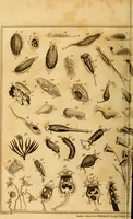 An illustration from Essays on the microscope : containing a practical description of the most improved microscopes : a general history of insects : illustrated with thirty-two folio plates (2nd ed. / with considerable additions and improvements by Frederick Kanmacher) (1798)