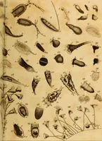 An illustration from Essays on the microscope : containing a practical description of the most improved microscopes : a general history of insects : illustrated with thirty-two folio plates (2nd ed. / with considerable additions and improvements by Frederick Kanmacher) (1798)