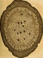 An illustration from Essays on the microscope : containing a practical description of the most improved microscopes : a general history of insects : illustrated with thirty-two folio plates (2nd ed. / with considerable additions and improvements by Frederick Kanmacher) (1798)