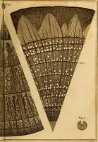 An illustration from Essays on the microscope : containing a practical description of the most improved microscopes : a general history of insects : illustrated with thirty-two folio plates (2nd ed. / with considerable additions and improvements by Frederick Kanmacher) (1798)