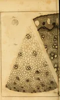 An illustration from Essays on the microscope : containing a practical description of the most improved microscopes : a general history of insects : illustrated with thirty-two folio plates (2nd ed. / with considerable additions and improvements by Frederick Kanmacher) (1798)