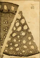 An illustration from Essays on the microscope : containing a practical description of the most improved microscopes : a general history of insects : illustrated with thirty-two folio plates (2nd ed. / with considerable additions and improvements by Frederick Kanmacher) (1798)