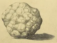 An illustration from Esperienze intorno a diverse cose natvrali : e particolarmente a qvelle, che ci son portate dall'Indie (1671)