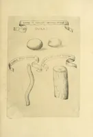 Picture 7 of 10 from Esperienze intorno a diverse cose natvrali : e particolarmente a qvelle, che ci son portate dall'Indie (1671), leaf 151