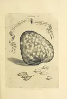 An illustration from Esperienze intorno a diverse cose natvrali : e particolarmente a qvelle, che ci son portate dall'Indie (1671)