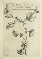Picture 5 of 22 from Esperienze intorno alla generazione degl' insetti (1668), leaf 133