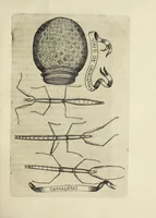 Picture 7 of 22 from Esperienze intorno alla generazione degl' insetti (1668), leaf 145