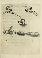 Picture 8 of 22 from Esperienze intorno alla generazione degl' insetti (1668), leaf 167
