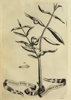 Picture 9 of 22 from Esperienze intorno alla generazione degl' insetti (1668), leaf 187