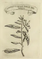 Picture 10 of 22 from Esperienze intorno alla generazione degl' insetti (1668), leaf 191