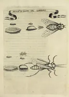 Picture 11 of 22 from Esperienze intorno alla generazione degl' insetti (1668), leaf 197