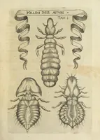 Picture 12 of 22 from Esperienze intorno alla generazione degl' insetti (1668), leaf 219