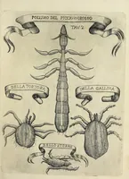 Picture 13 of 22 from Esperienze intorno alla generazione degl' insetti (1668), leaf 221