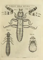 An illustration from Esperienze intorno alla generazione degl' insetti (1668)