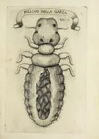 An illustration from Esperienze intorno alla generazione degl' insetti (1668)