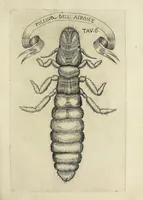 An illustration from Esperienze intorno alla generazione degl' insetti (1668)